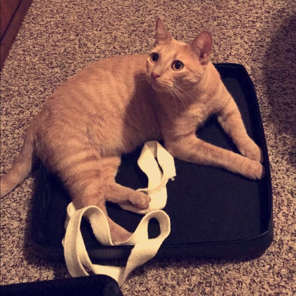 Meet your Posher, Rosie - Picture 5 of 7